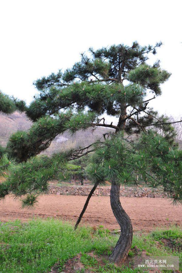 油松 精品油松 黑松