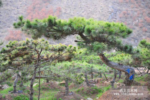 油松  黑松 精品油松