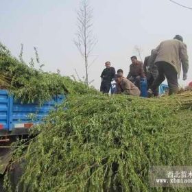 垂柳产品销售基地，垂柳苗木基地，垂柳价格多少钱哪里低廉