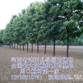 供应楸树淮阳县梓楸苗木种植专业合作社