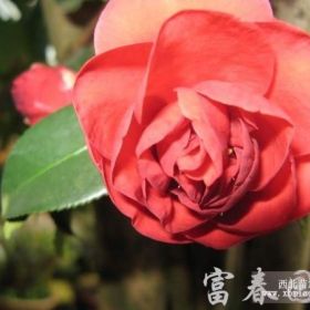 常绿灌木-茶花，茶花苗，茶花直销基地，又名海石榴、曼陀罗