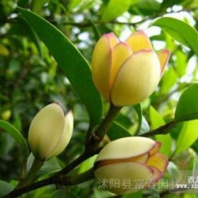 含笑，含笑花，含笑苗，江苏含笑，别名：香蕉花、含笑梅、笑梅