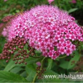 绿化灌木红花绣线菊，江苏红花绣线菊，红花绣线菊基地，绣线菊