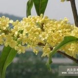 南京桂花基地3米桂花樹報(bào)價(jià) 獨(dú)稈桂花樹供應(yīng)