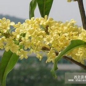 南京桂花基地3米桂花樹報價 獨稈桂花樹供應