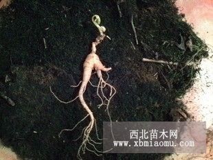 移山參 人參苗 人參籽 林下參 盆景 占地人參 禮品參