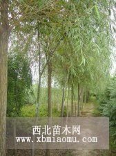 山西柳树，柳树供应商，柳树价格