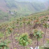 成都櫻花|成都高桿櫻花基地|成都高桿櫻花供應(yīng)