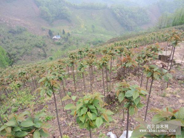 成都樱花