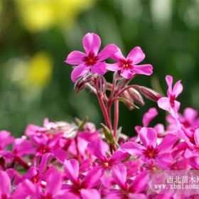 青州宿根福禄考 山东宿根福禄考 潍坊宿根福禄考价格