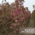 北美海棠價格 山東北美海棠樹苗 北美海棠什么花