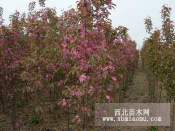 北美海棠 山東海棠樹苗