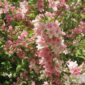 锦带花，锦带花种苗，别称：五色海棠、山脂麻、海仙花