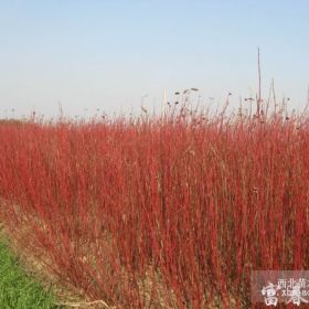 红瑞木、红瑞木苗、红瑞木基地、别名：红梗木、凉子木