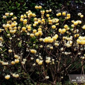 供应绿化苗木，干花—结香苗苗木，结香干花