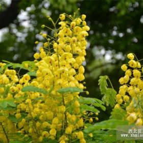 黄花决明，黄花决明苗，黄花决明基地