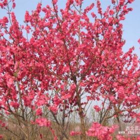 碧桃低價基地直銷