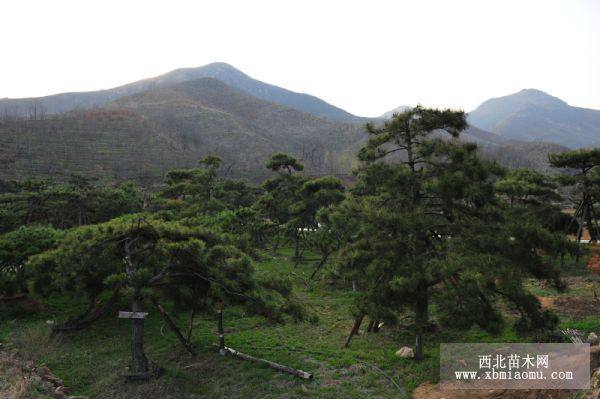 造型油松 精品油松 黑松