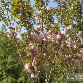 绿化乔木樱花，樱花小苗，别称：仙樱花、福岛樱、青肤樱