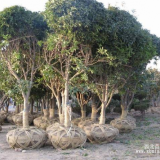 常綠小喬木-桂花樹(shù)，桂花小苗，蘇北桂花樹(shù)直銷(xiāo)基地，又名月桂