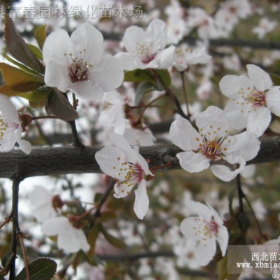 红叶李，红叶李小苗，别名：紫叶李，樱桃李，江苏紫叶李，红叶李