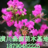 河南紫薇價格|河南紫薇|河南2公分紫薇