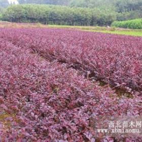 紅葉小檗 金葉女貞 紅葉小檗球 綠化苗