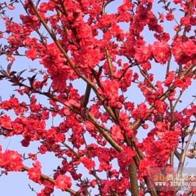 北京哪里有卖碧桃花儿树的——保定花卉基地