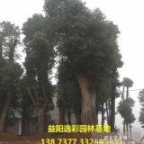 香樟樹 移植香樟 多桿香樟樹價格 湖南益陽逸彩園林香樟樹批發(fā)