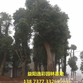 香樟树 移植香樟 多杆香樟树价格 湖南益阳逸彩园林香樟树批发