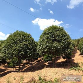 供应樟树，桂花树，枫树，黄山栾树，银杏树