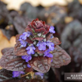 供应草花多花筋骨草，大量出售多花筋骨草，沭阳多花筋骨草基地