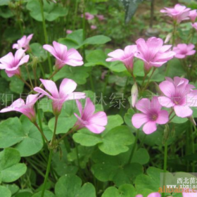 红花醡浆草，红花醡浆草直销基地，俗称红花草，太阳花