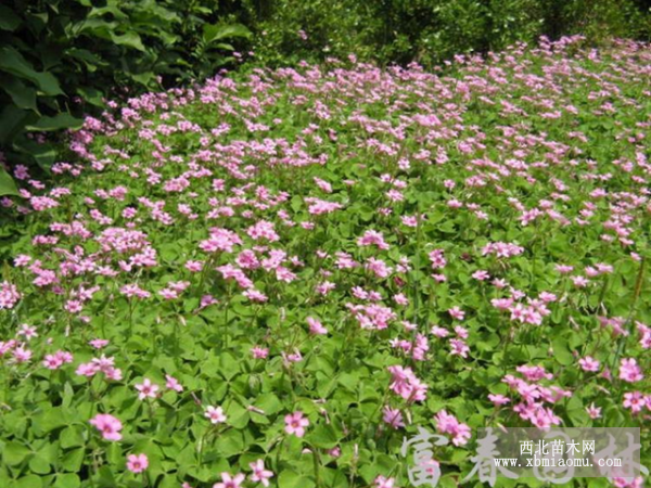 紅花醡漿草