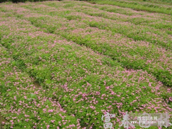 紅花醡漿草