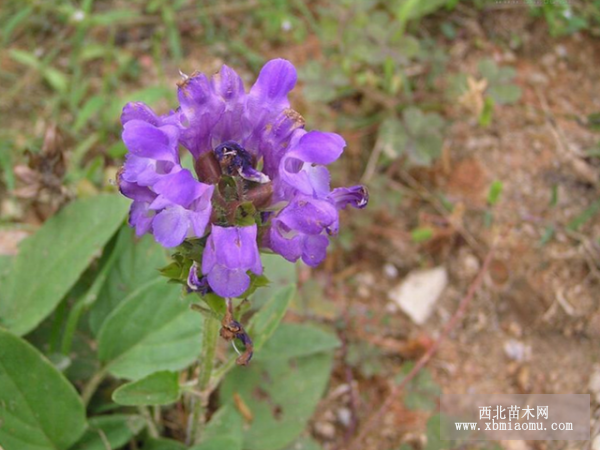 大花夏枯草