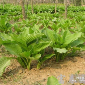 供应宿根花卉-青叶玉簪，别名玉春棒、白萼、白鹤花