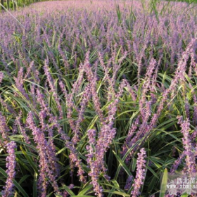 供应彩色地被植物-金边阔叶麦冬，金边麦冬基地