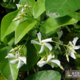 供应藤本植物-青叶络石，又名石龙藤，万字茉莉