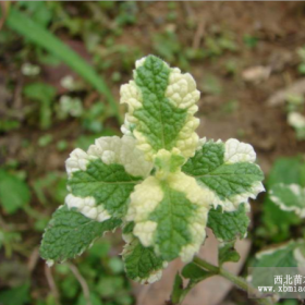 供应地被植物-花叶薄荷，大量出售花叶薄荷