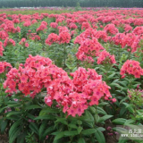 供應(yīng)地被植物-宿根福祿考，又名錐花福祿考