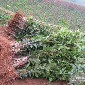 河南桂花價(jià)格、河南桂花基地、河南2米高桂花