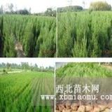 江苏沭阳1米高度的蜀桧价格便宜 1米高度蜀桧报上车价格