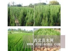 江苏沭阳1米高度的蜀桧价格便宜 1米高度蜀桧报上车价格