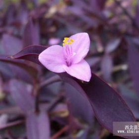 供应紫叶鸭跖草，又名美丽紫叶草，紫叶草，紫竹梅