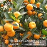 簡陽市科華苗木-大量出售優(yōu)質(zhì)蜜桔樹苗-經(jīng)濟林果苗