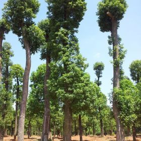 25-30公分熟貨香樟、移植骨架香樟、移植全冠香樟樹(shù)