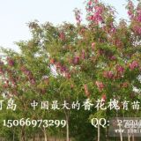 供應(yīng)優(yōu)質(zhì)香花槐