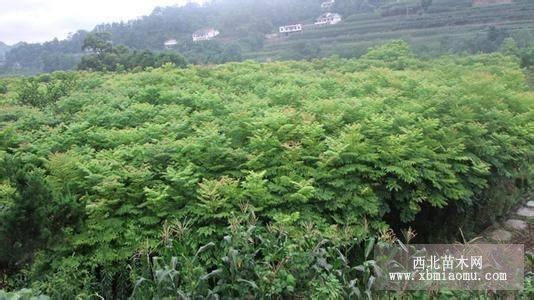  湖北欒樹苗報價