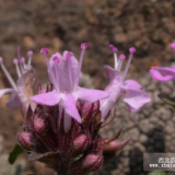 供應(yīng)草本植物-百里香，大量出售百里香植物